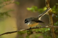 Pavik popelavy - Rhipidura fuliginosa - Fantail - piwakawaka 6525